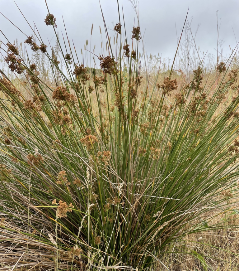 spreading rush Bainbridge Island Land Trust