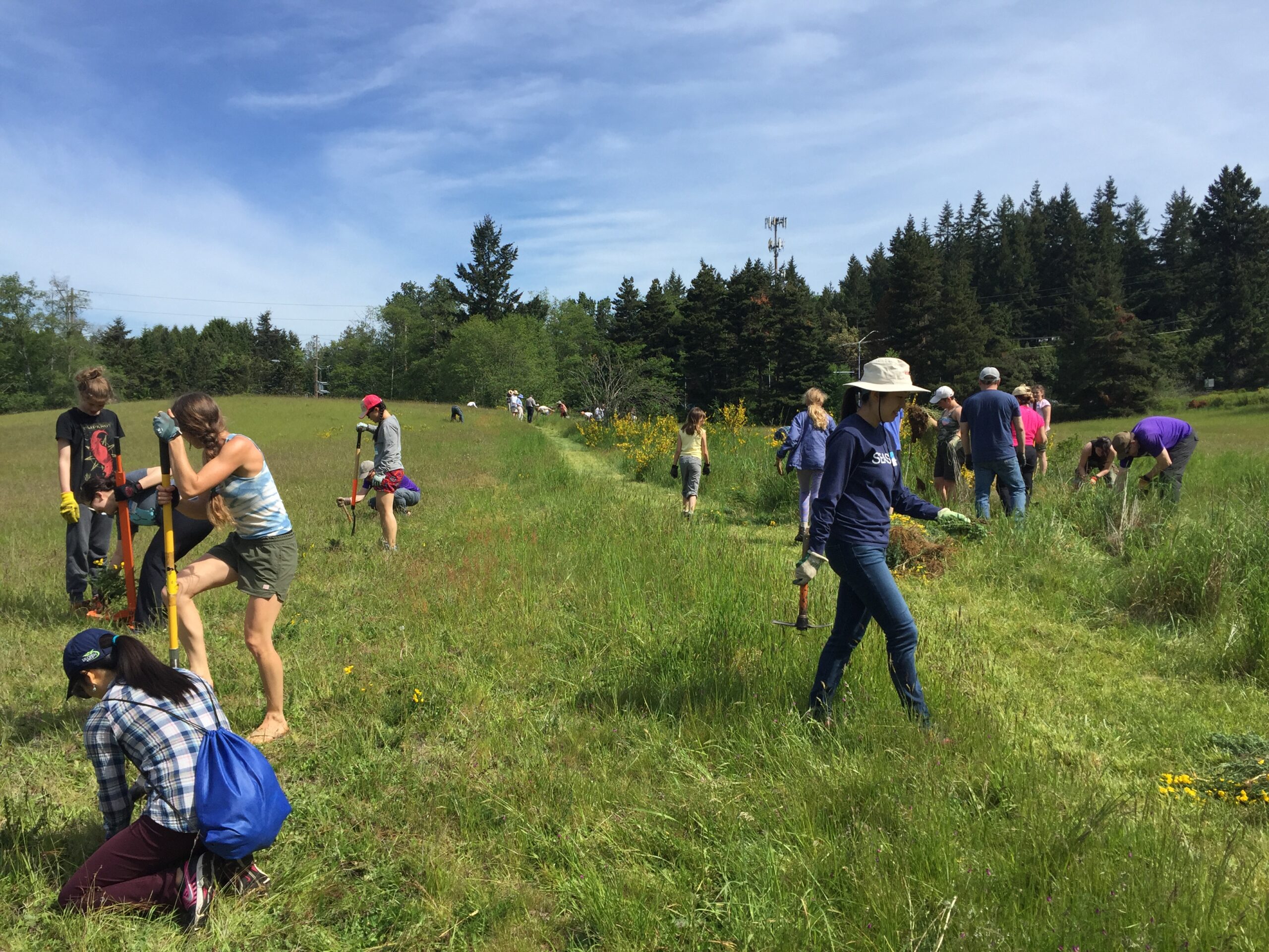 June Work Parties Bainbridge Island Land Trust