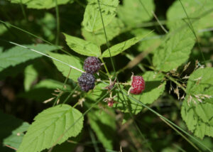 Blackcap Raspberry