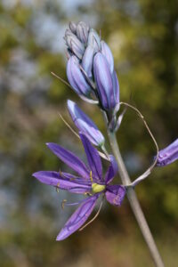 common camas