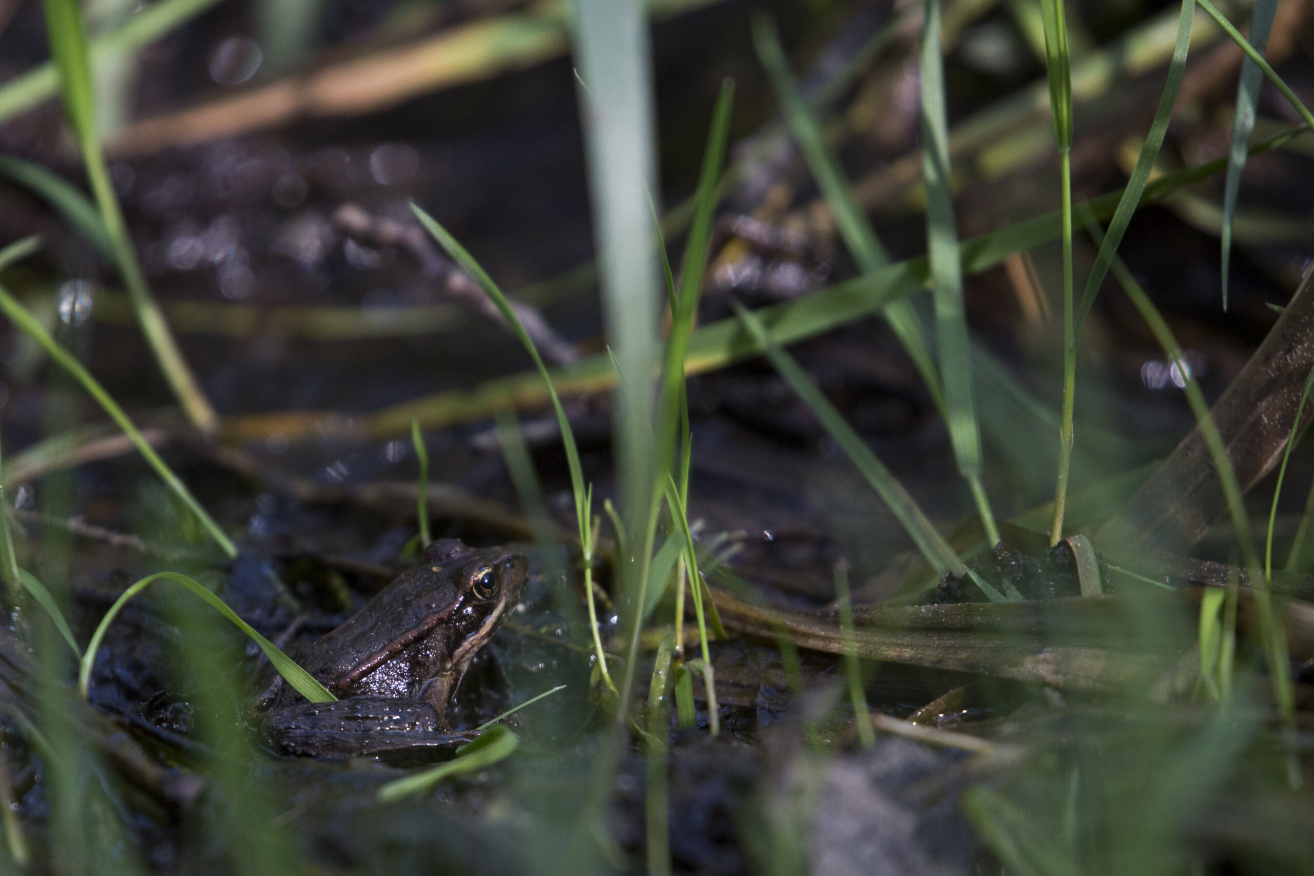 northern red-legged frog
